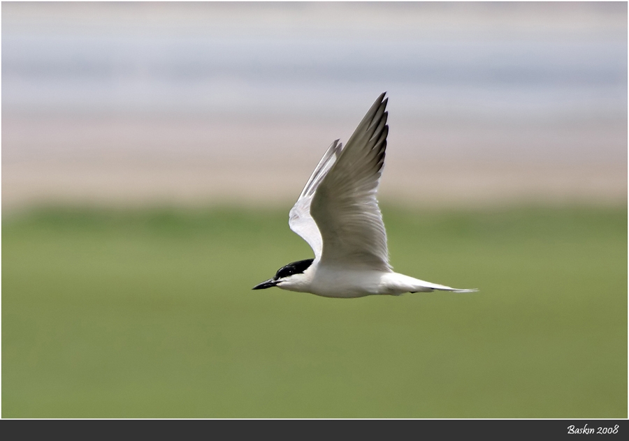 Gull-billed Tern