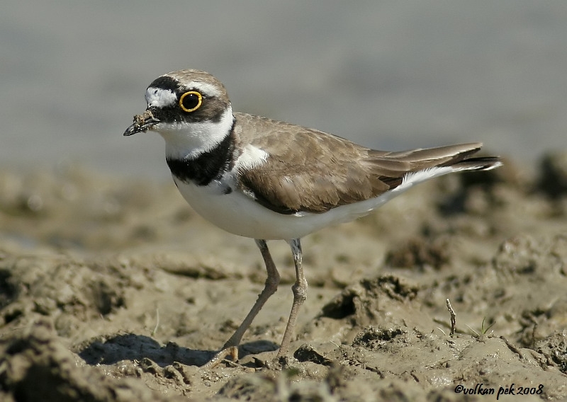Little Ringed Plover