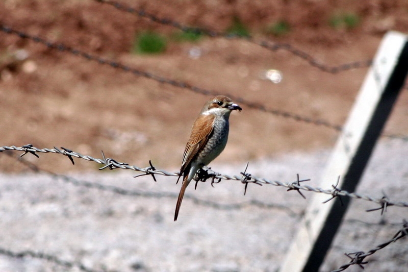 Red-backed Shrike