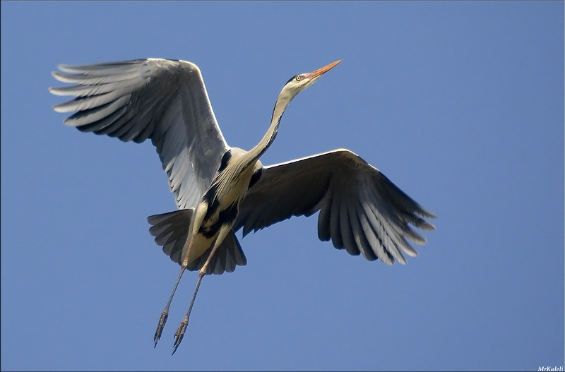 Grey Heron