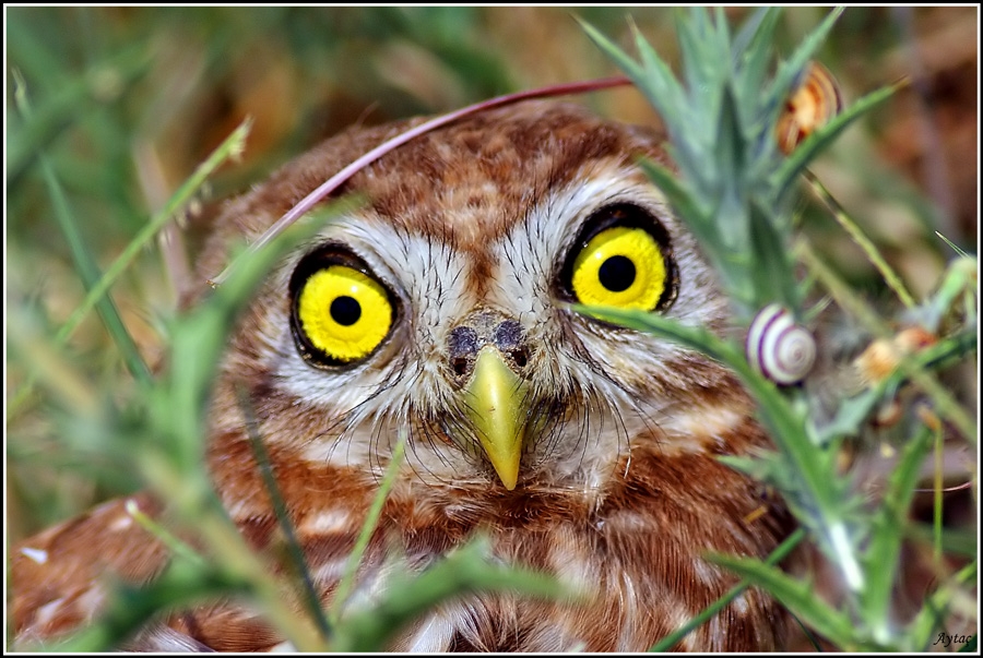 Little Owl