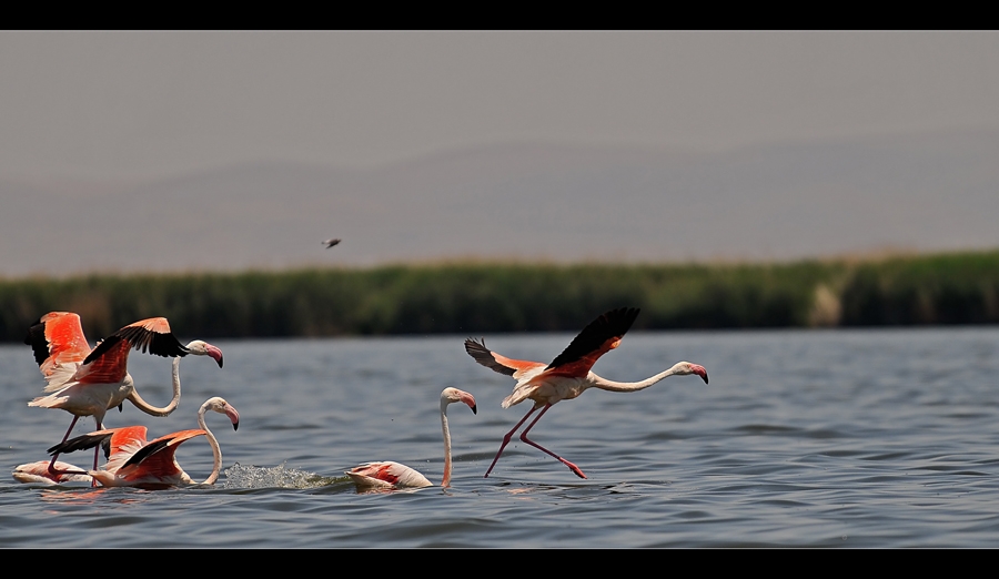 Greater Flamingo