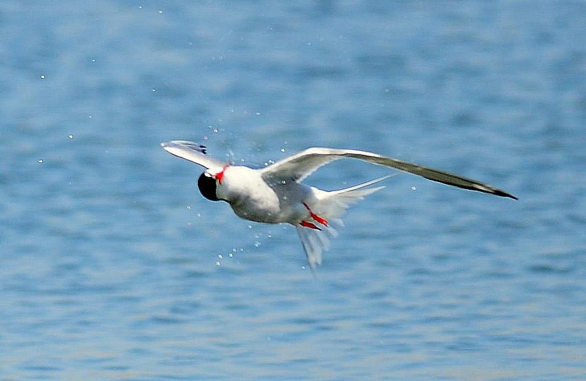 Common Tern