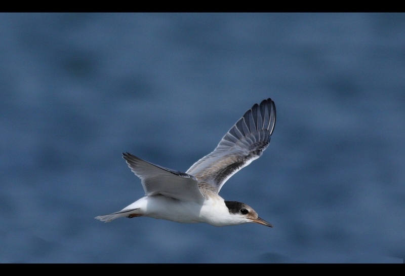 Common Tern