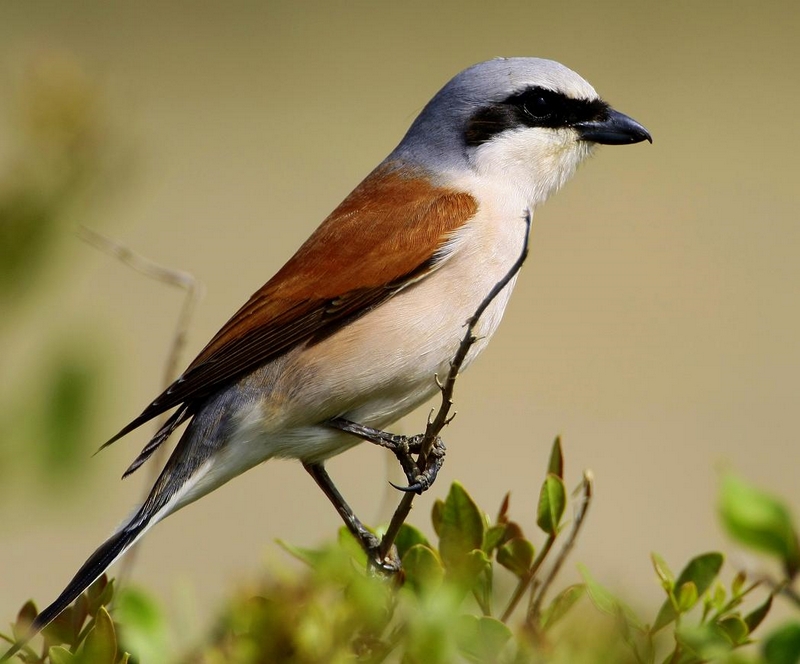 Red-backed Shrike