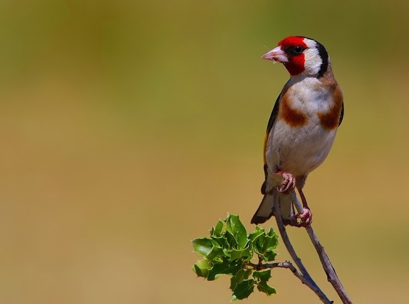 European Goldfinch