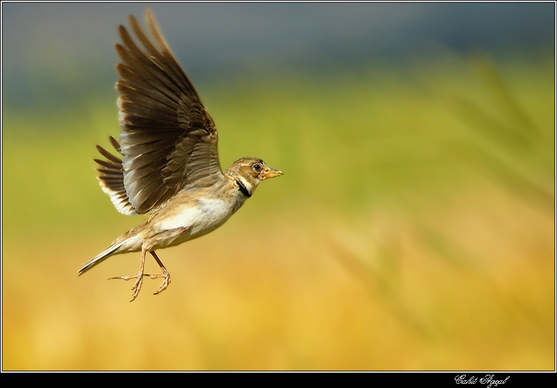 Calandra Lark