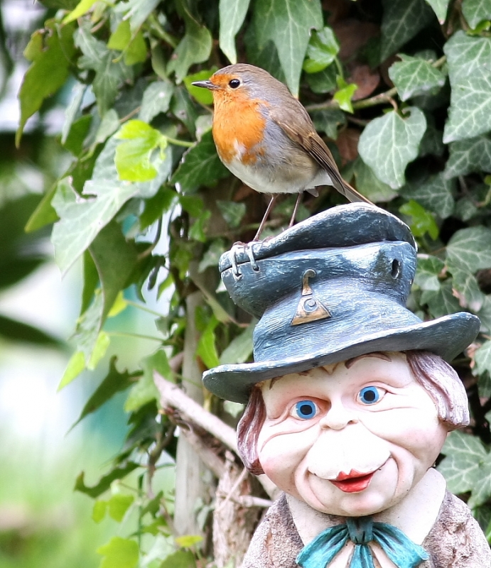 European Robin
