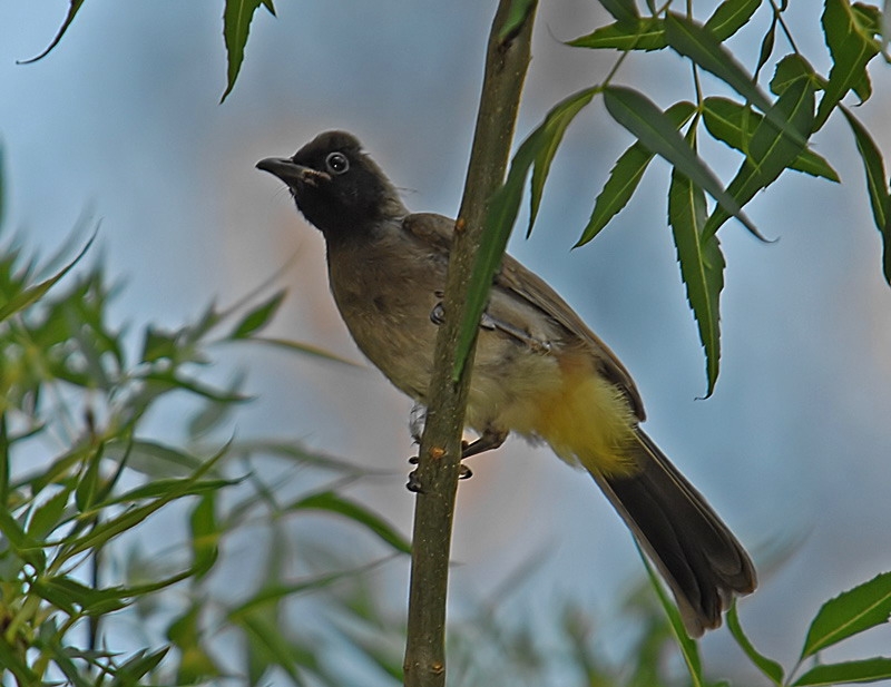 White-spectacled Bulbul