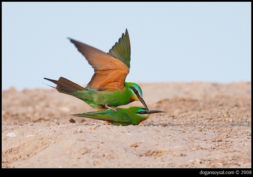 Blue-cheeked Bee-eater