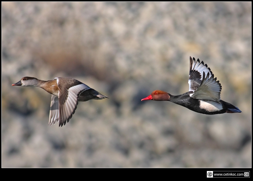 Red-crested Pochard