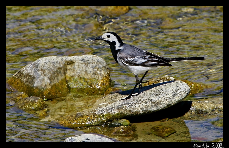 White Wagtail