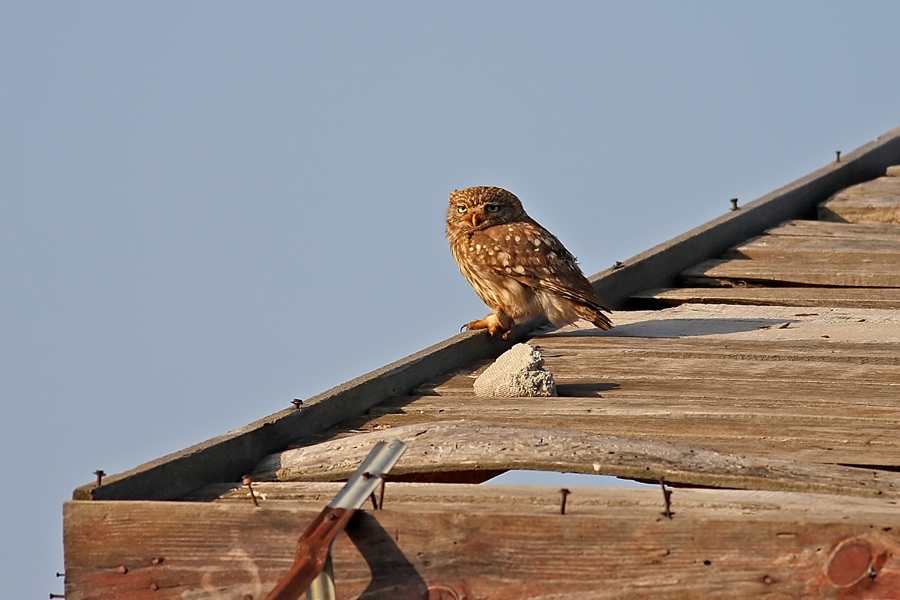 Little Owl