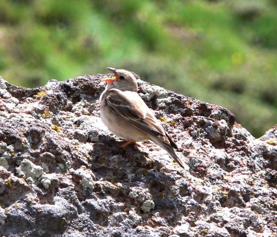 Pale Rockfinch