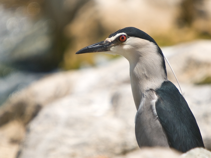 Black-crowned Night Heron