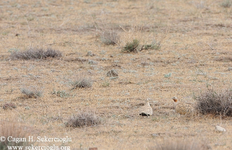 Black-bellied Sandgrouse