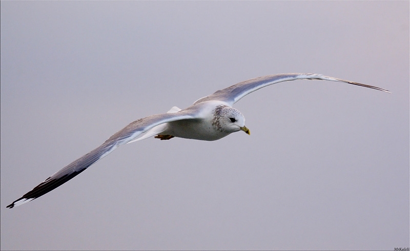 Common Gull
