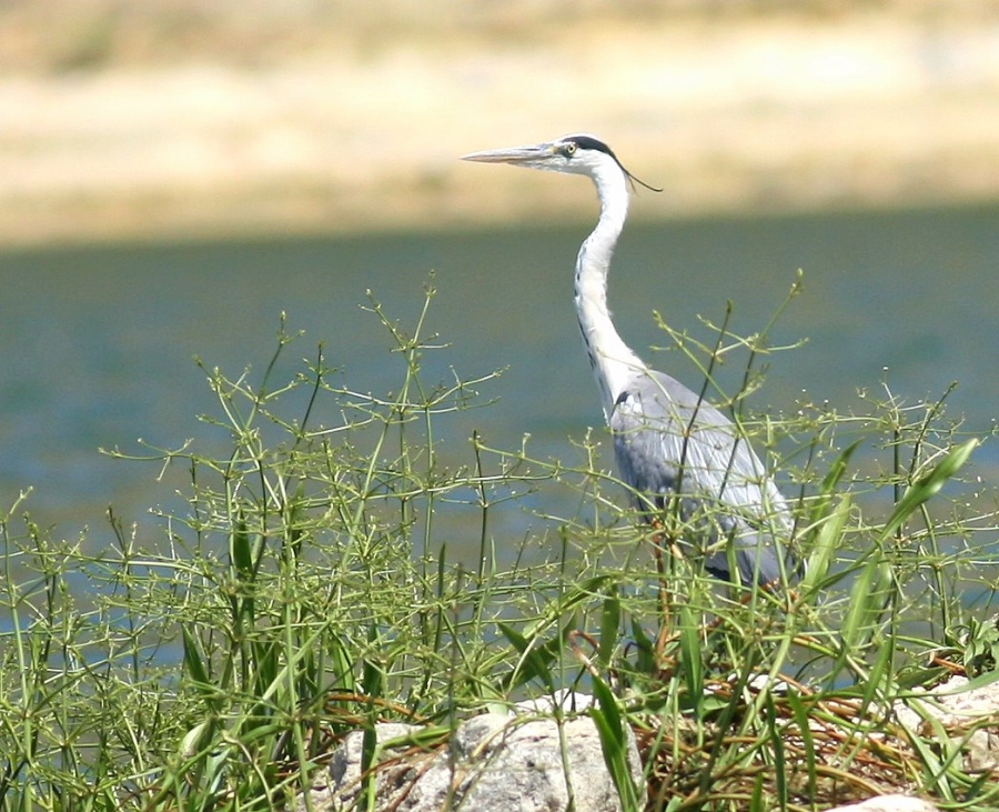 Grey Heron