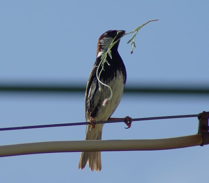 Spanish Sparrow