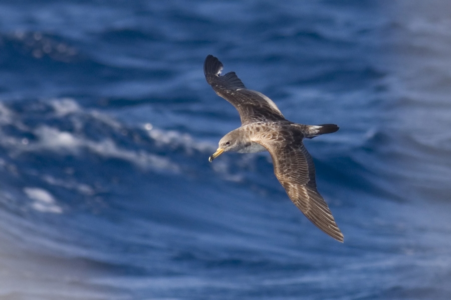 Scopoli`s Shearwater