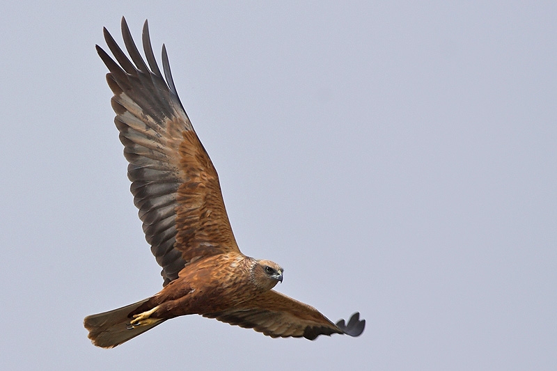 Western Marsh Harrier