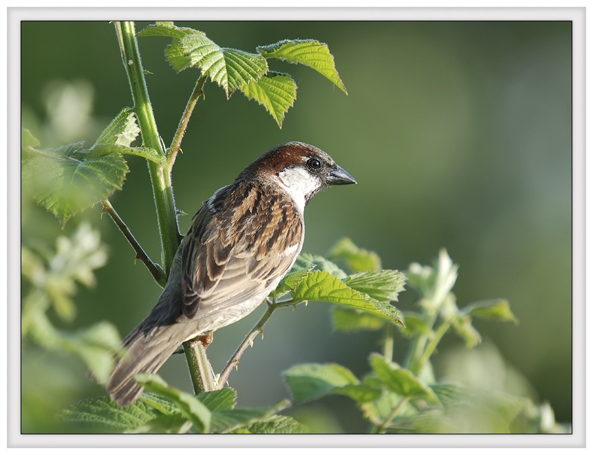 House Sparrow