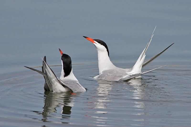 Common Tern