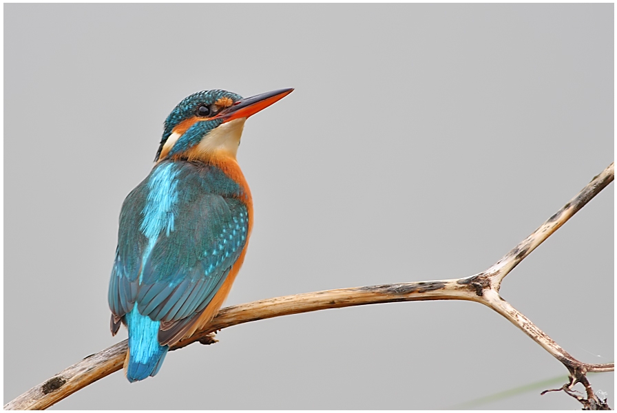 Common Kingfisher