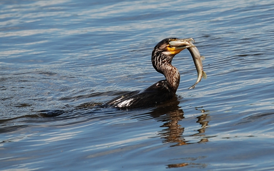 Great Cormorant