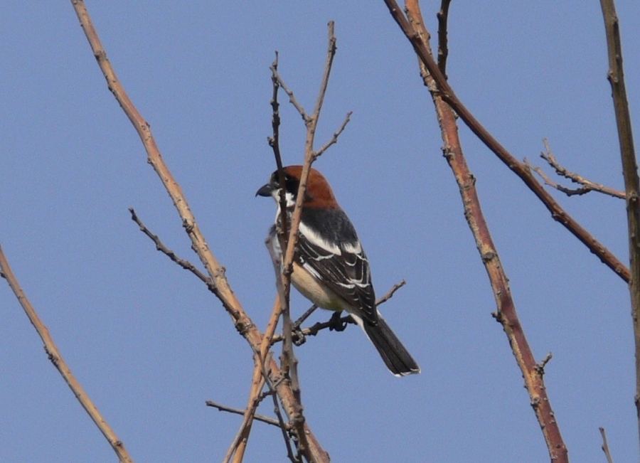 Woodchat Shrike