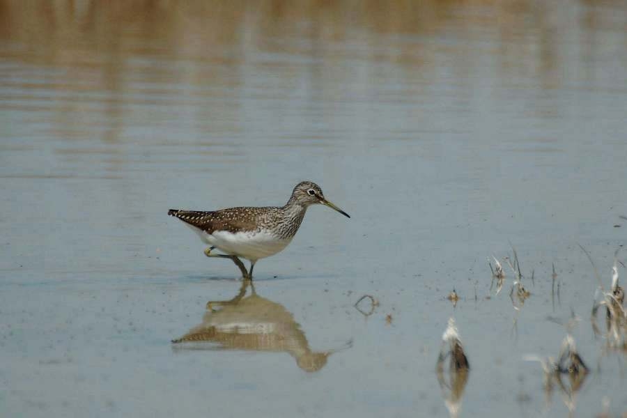 Green Sandpiper