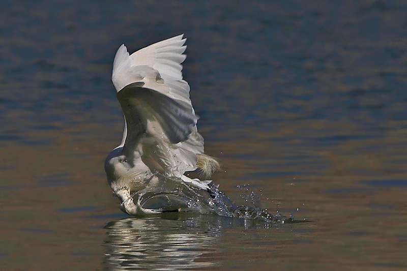Little Egret