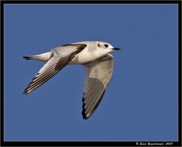Little Gull