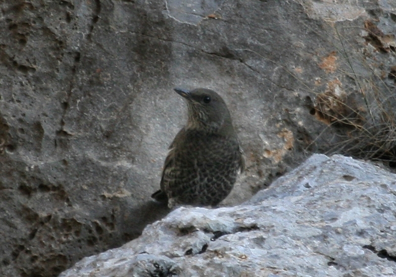 Boğmaklı Ardıç
