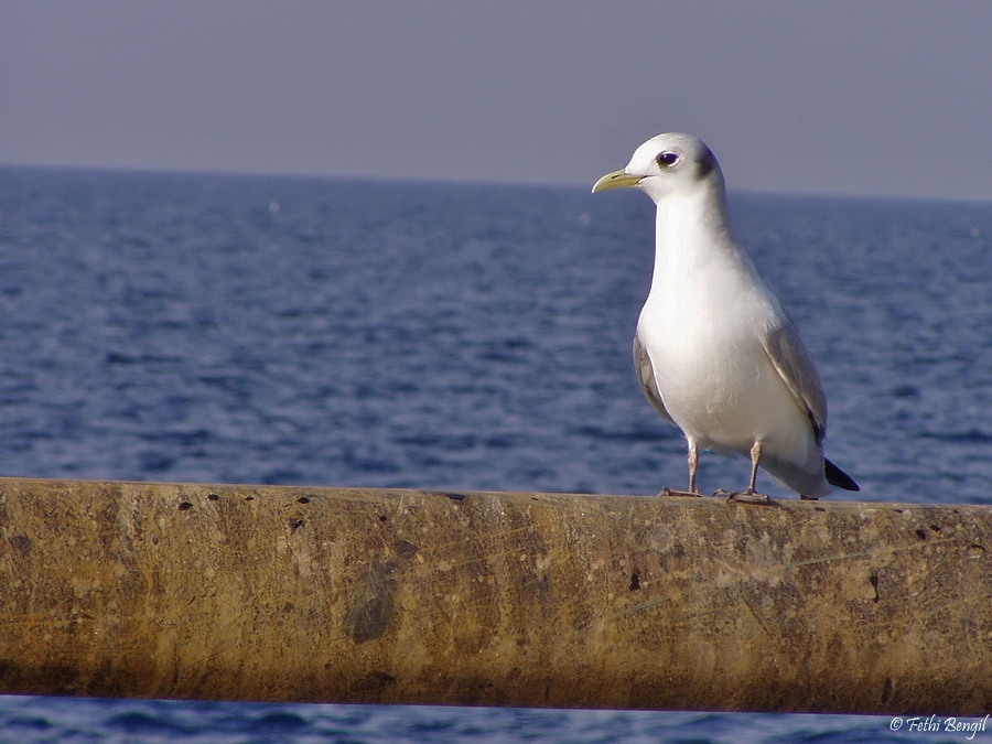 Black-legged Kittiwake