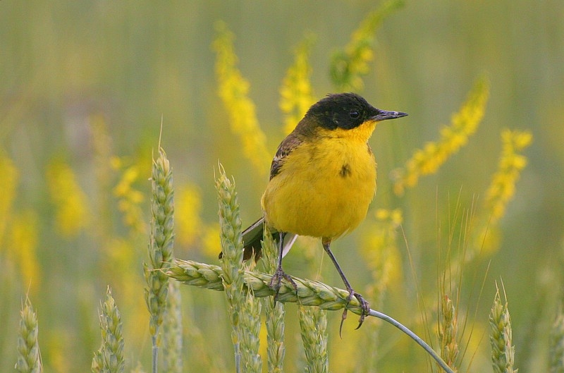 Western Yellow Wagtail