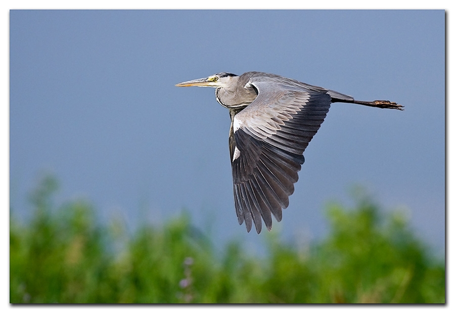 Grey Heron