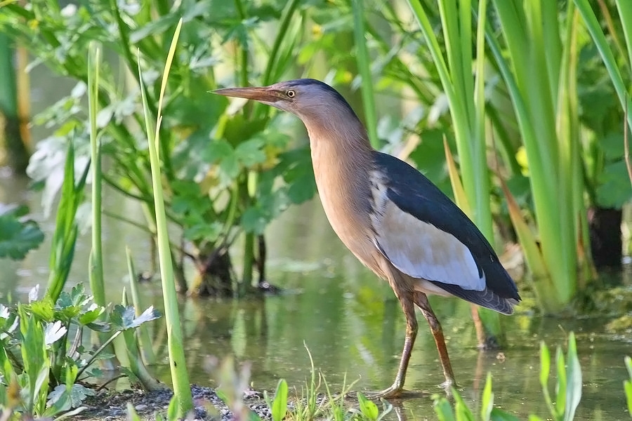 Little Bittern