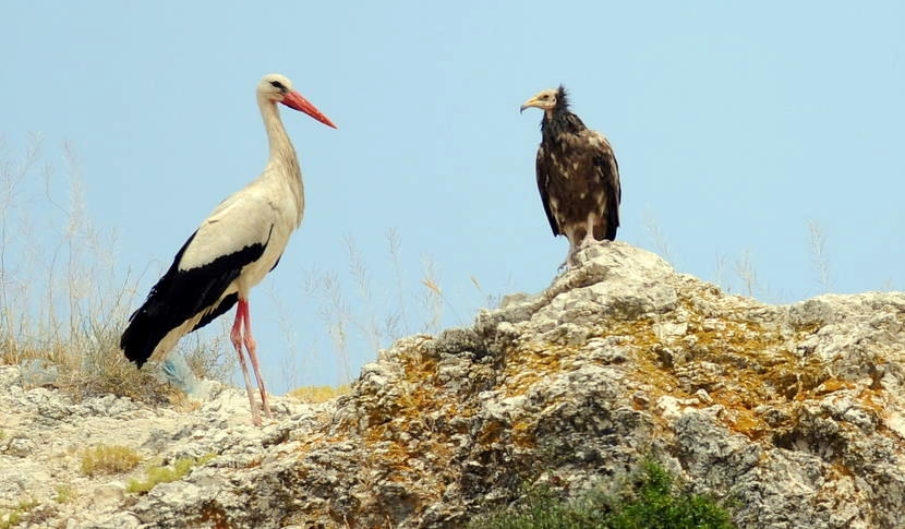White Stork