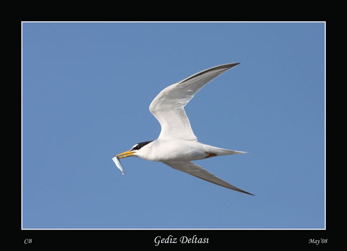 Little Tern