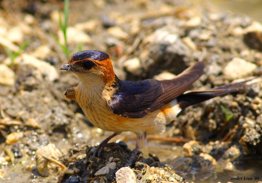 European Red-rumped Swallow