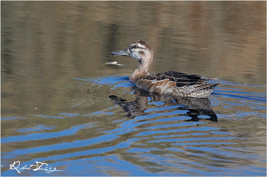 Garganey