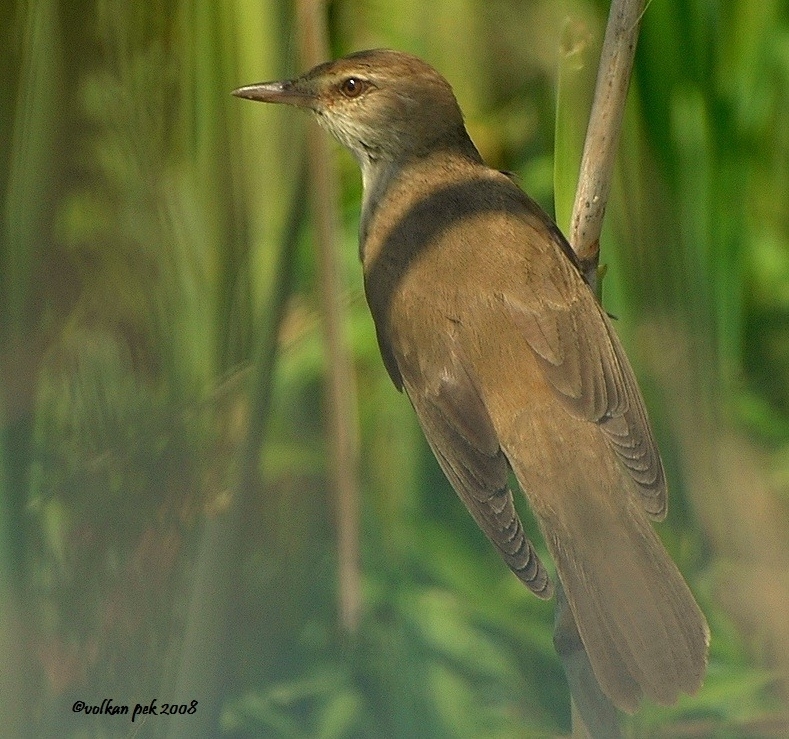 Great Reed Warbler