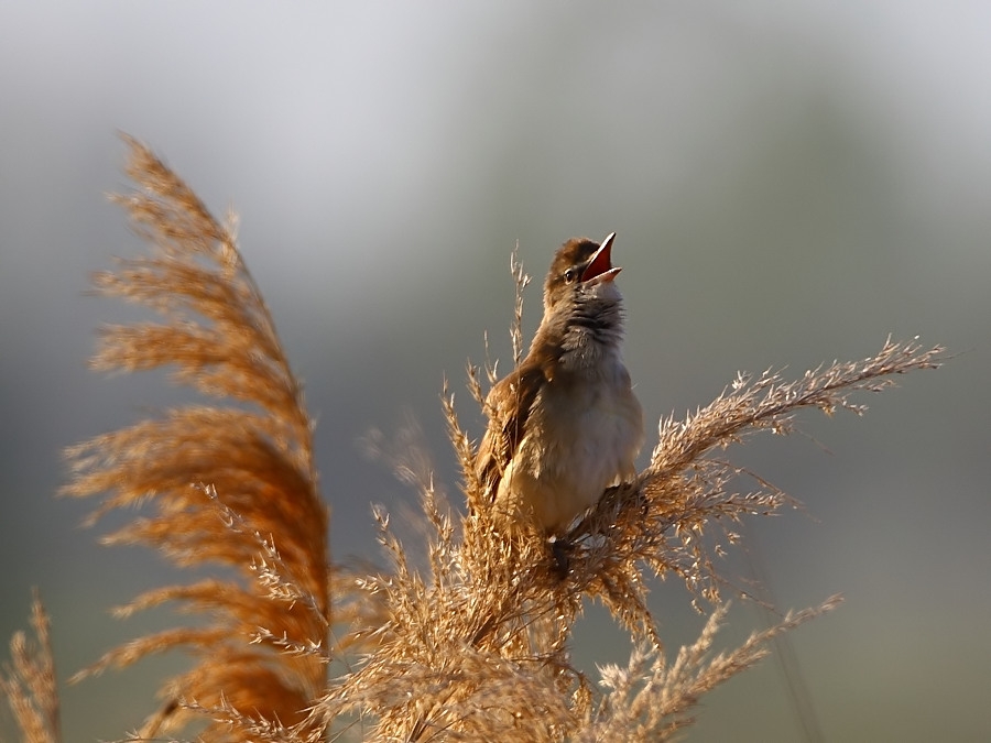 Great Reed Warbler