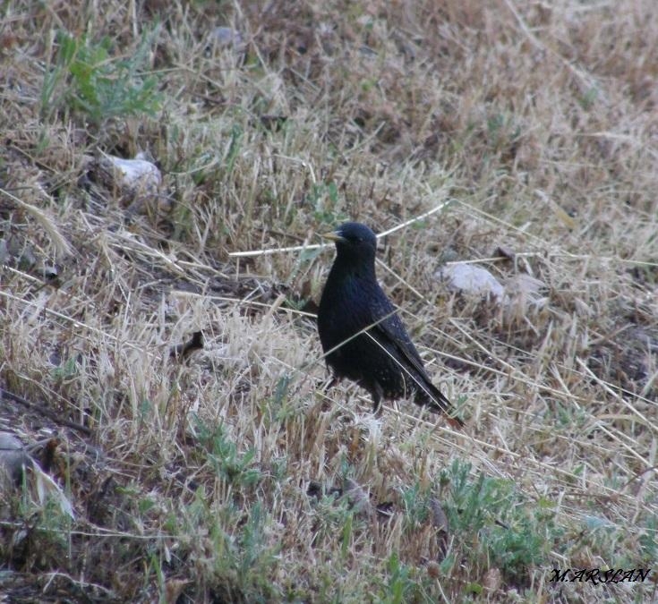 Common Starling
