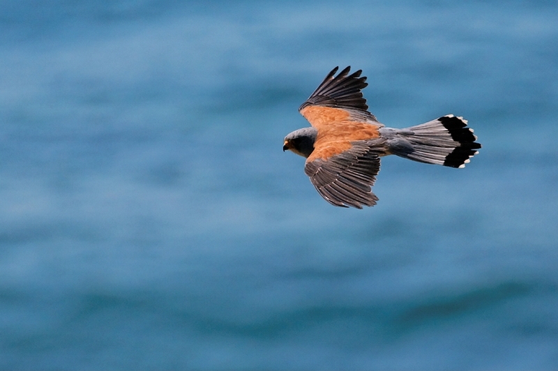 Lesser Kestrel