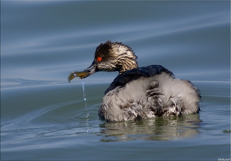 Black-necked Grebe