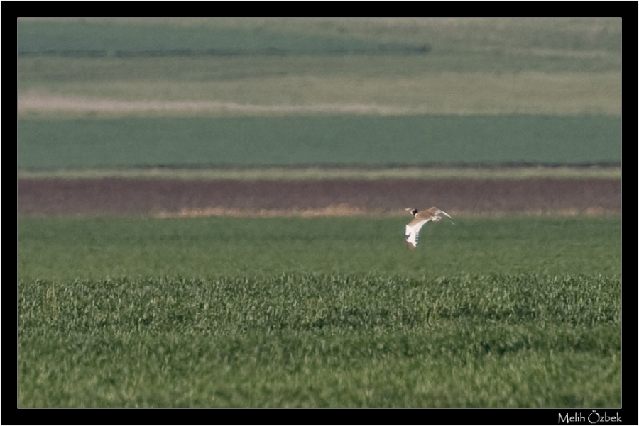 Little Bustard