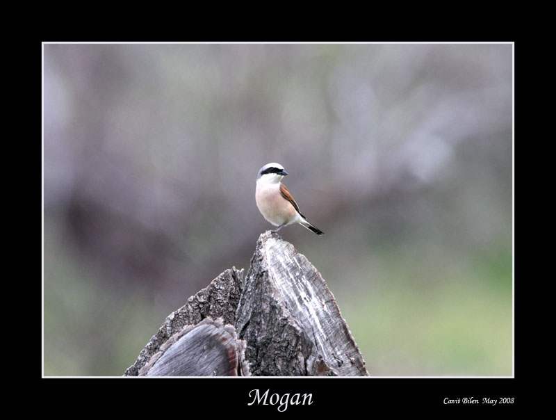 Red-backed Shrike