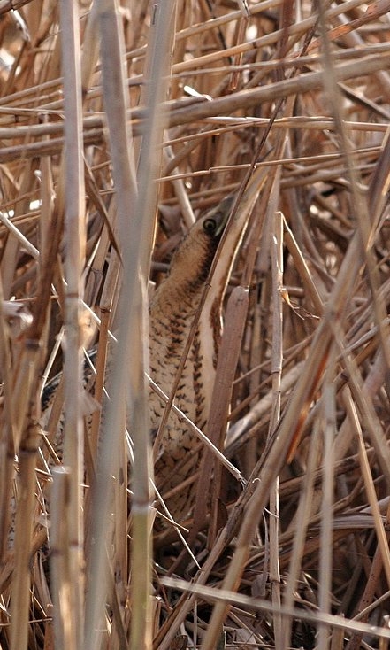 Eurasian Bittern